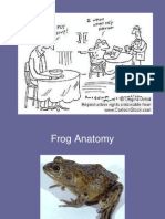 Frog Anatomy 1