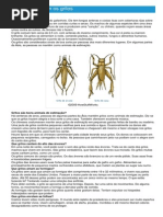 Grilos - Ficha do Inseto - Como funcionam os grilos