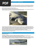 Jacarés e Aligatores - Ficha do Réptil - Como funcionam os jacarés e aligatores.