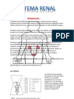 Sistema Renal