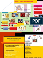 Hormonas de La Corteza Suprarrenal