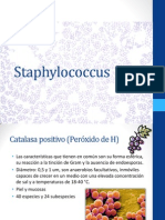 Staphylococcus