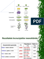 Mendel Legi 2005