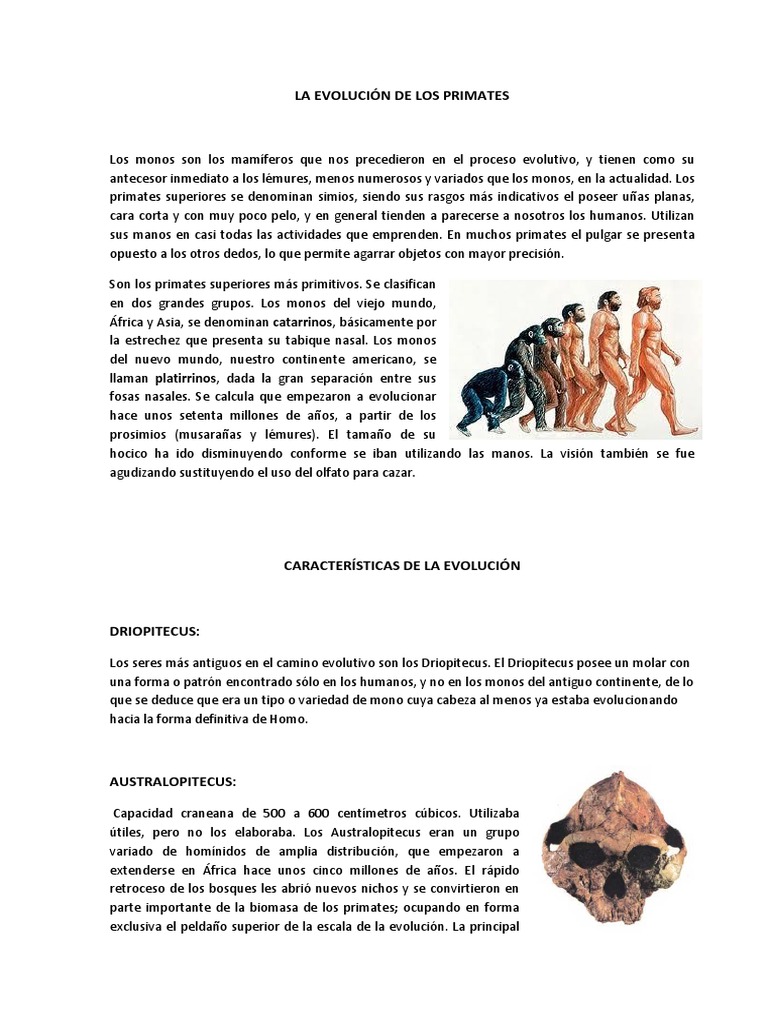Evolución de los Primates y Humanos | PDF | Homo Sapiens | Homo