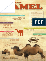 Bactrian Camel Infographic