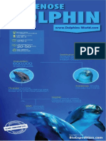 Bottlenose Dolphin Infographic