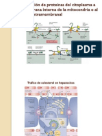 004 Trasportemembrana 2