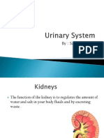 Sjugistir Urinary System