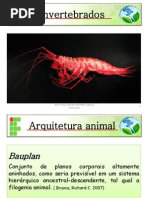 Zoologia Bauplan2