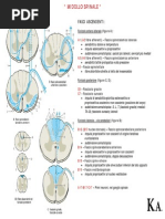 Midollo Spinale - Vie Ascendenti e Discendenti