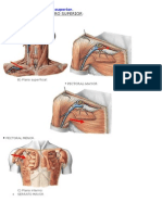 Anatomia3 Musculos Del Miembro Superior (2)