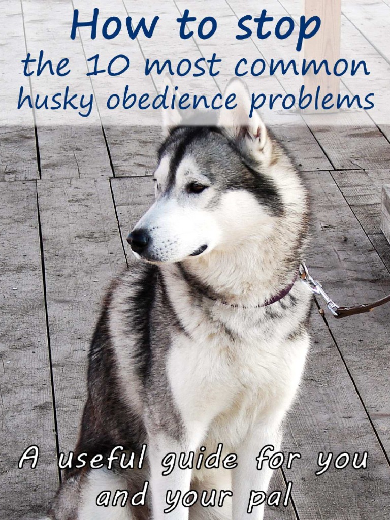 Dog Obedience Solutions Guide | PDF | Obedience Training | Dogs