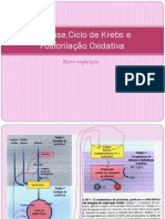 Glicc3b3liseciclo de Krebs e Fosforilac3a7c3a3o Oxidativa