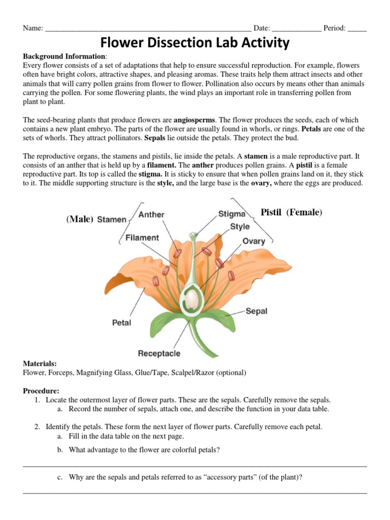 flower-dissection-lab-updated-pdf-flowers-petal