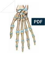 Anatomia Dibujos