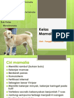 Kelas Mamalia Review