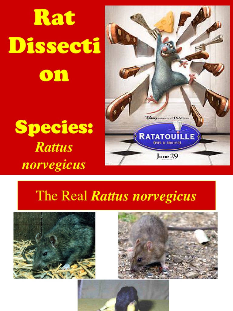 Rat Dissection | PDF | Anatomical Terms Of Location | Biology