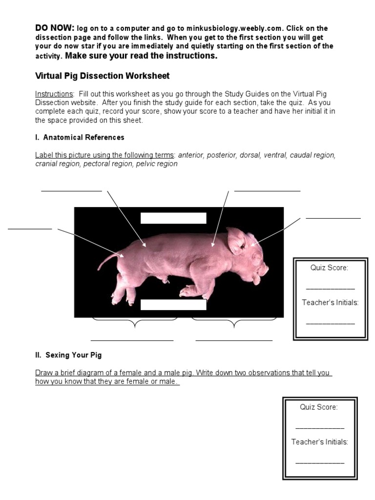 virtual pig dissection assignment answer key