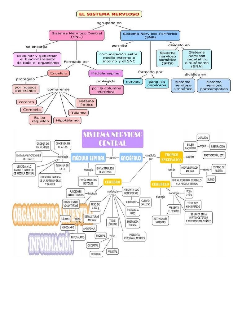 Mapa Conceptual Sistema Nervioso | PDF