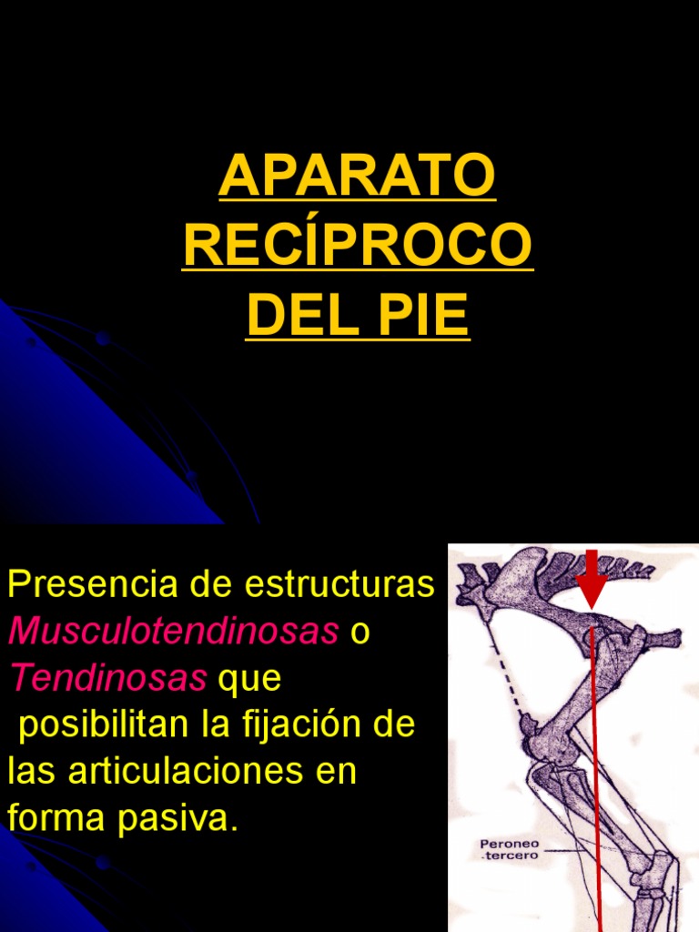 Anatomía del Aparato Recíproco del Pie | PDF