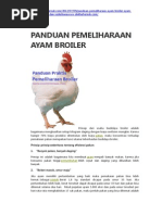 Panduan Pemeliharaan Ayam Broiler