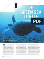 Western Critters - The Green Sea Turtle