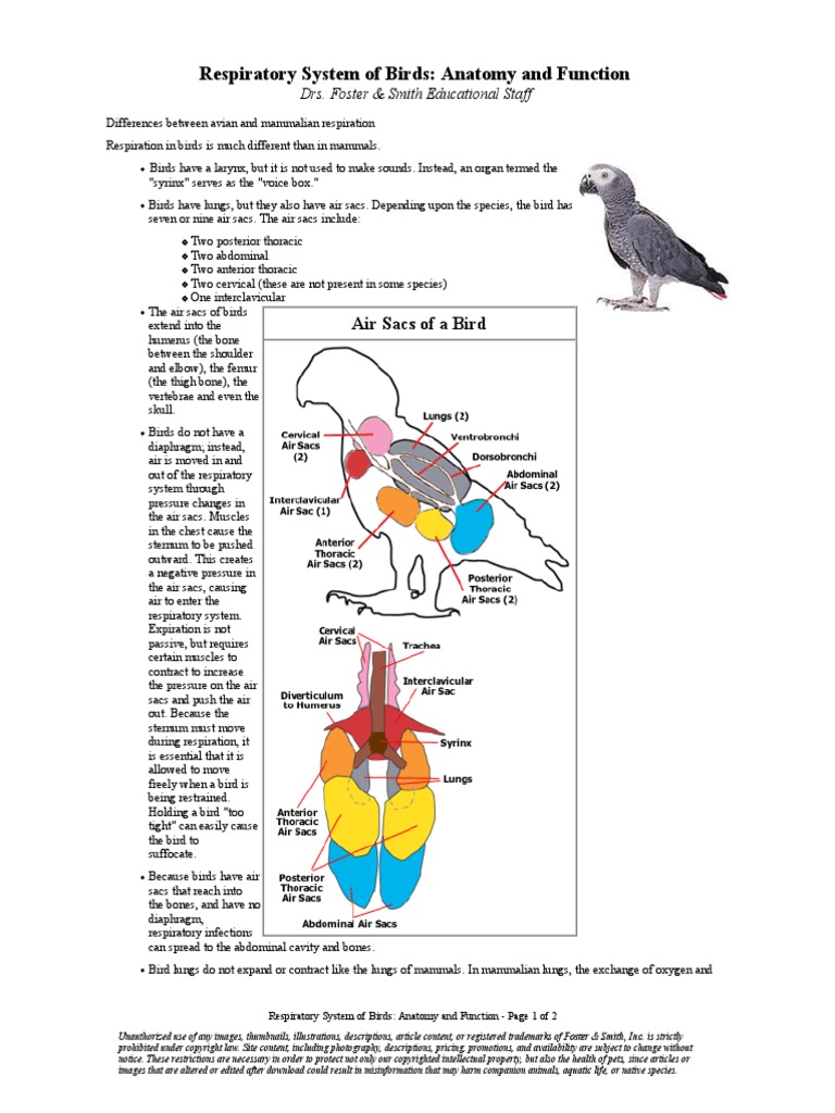 Respiratory_System_of_Birds__Anatomy_and_Function.pd Respiratory System Lung