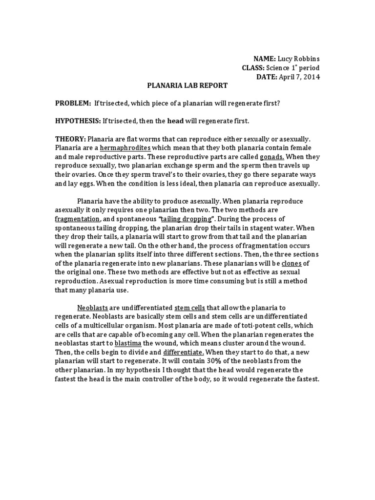 Lab report on planarian essay example 05 picture