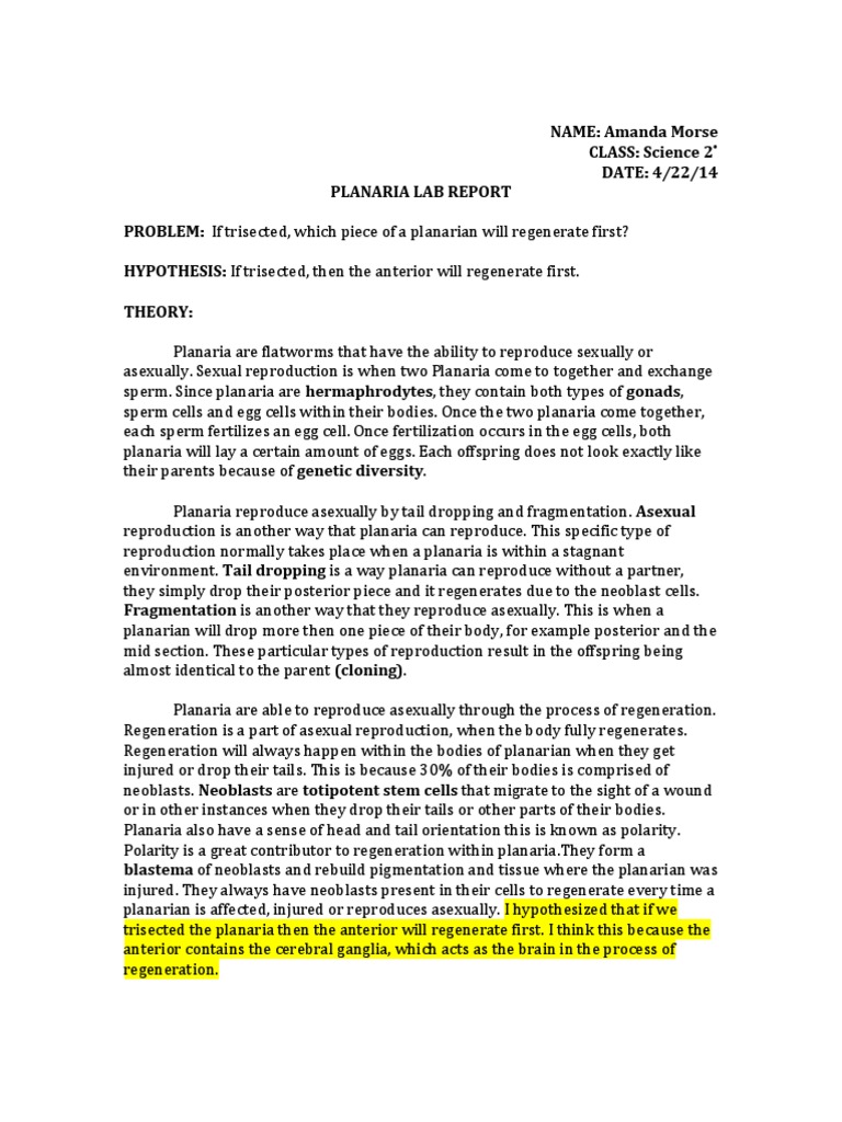 How do planarians eat image