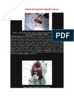 Disección y Anatomía Del Aparato Digestivo de Un Ratón