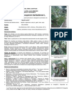 Ficha Técnica Del Jardin Botanico Algodon