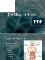 Digestivesystem 02