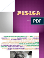 PISICA