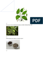 Guía completa sobre la pimienta Piper nigrum: producción, especies y usos