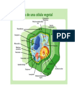 Celulas Animal y Vegetal