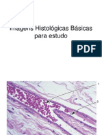 Imagens Histologicas Basicas Para Estudo de Microscopia