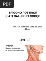 Trígono Postrior (Lateral) Do Pescoço