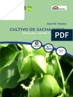 Cultivo Sacha Inchi