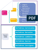 Vertebras Cervicales Vertebras Dorsales Vertebras Lumbares Vertebras Sacras Vertebras Coccígeas