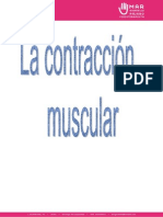 Contraccion Muscular