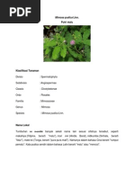 Download Makalah Mimosa Pudica Linn by Anastasia Tasia Lisi SN226066578 doc pdf