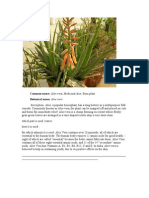 Common Name: Aloe Vera, Medicinal Aloe, Burn Plant Botanical Name