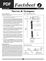 Biofact Sheet Nerves Synapses