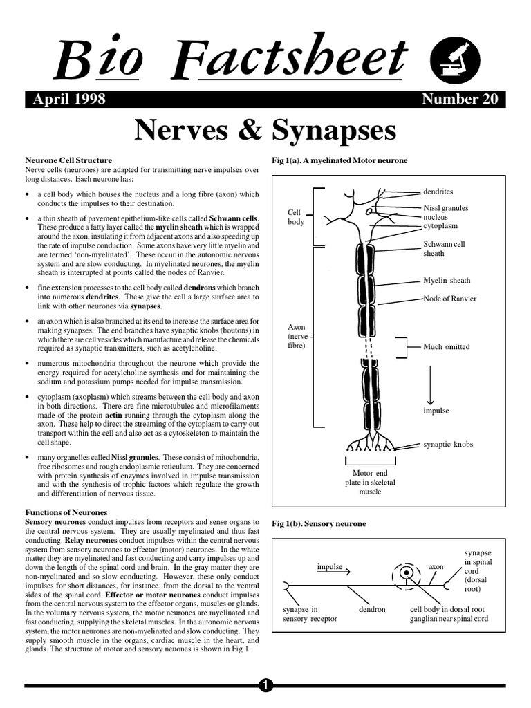 Biofact Sheet Nerves Synapses | PDF | Chemical Synapse | Action Potential