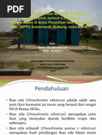 Download Teknik Pembenihan Ikan Nila Srikandi Oreochromis by rio mardiansyah SN226166638 doc pdf