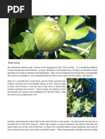 Figs Gardening