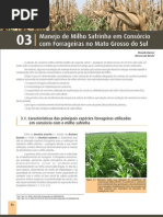 03 - Consorcio Milho Safrinha Pastagens_848651581 (1)