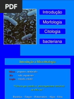 MORFOLOGIA+E+CITOLOGIA+BACTERIANA