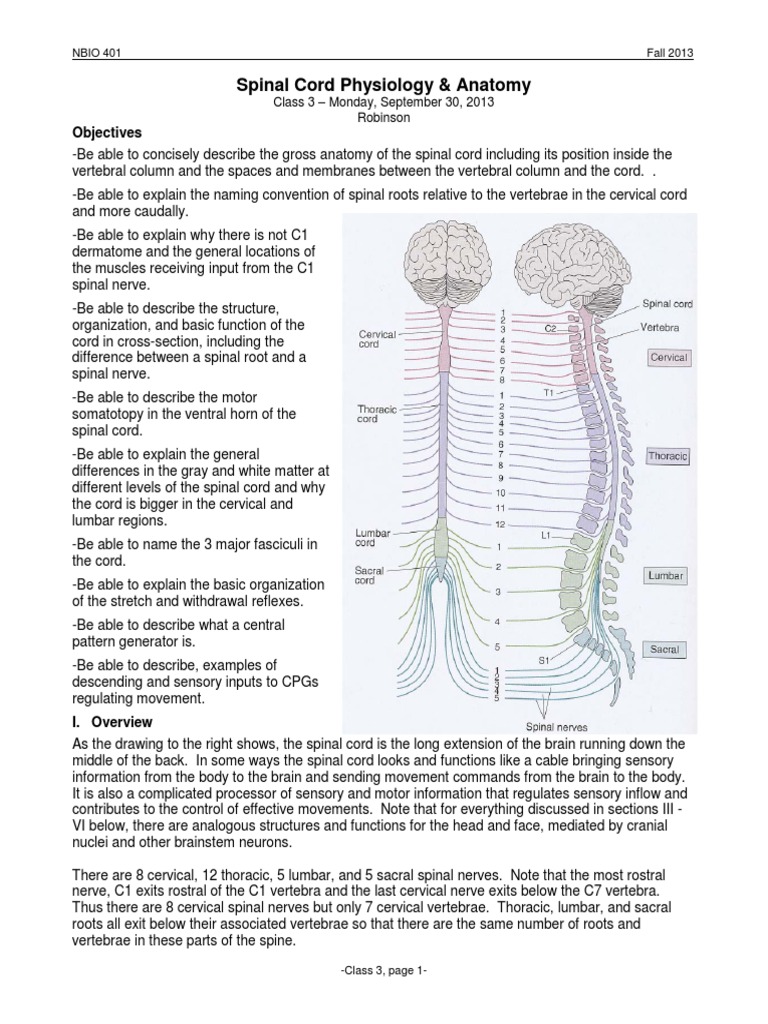 03-Spinal Cord Phys & Anat | PDF | Spinal Cord | Motor Neuron