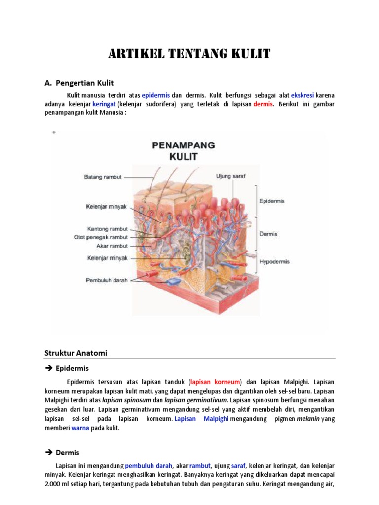 Artikel Tentang Bagian Bagian Kulit
